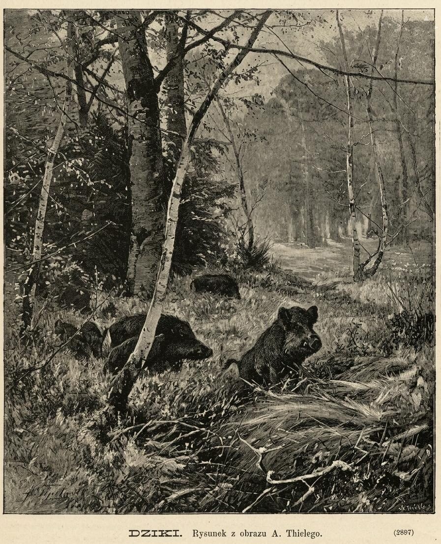 Rysunek z obraza Dziki aut A. Thielego Tygodnik Ilustrowany 1890 Nr 2 str. 28